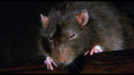 ネズミが世紀の名演 Cgナシでヒトを襲う そして泣ける 幻の動物パニック映画 ウイラード と ベン が初dvd Blu Ray化 ニュース Rooftop